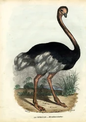 Afrikanischer Strauß, 1863-79